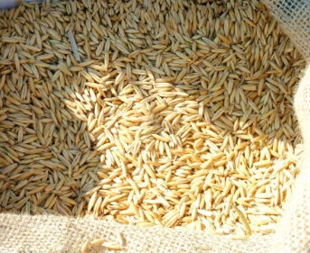 Grains de blé transférés dans la vanne bidirectionnelle Egretier