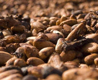 Fêves de cacao, d’origines diverses mélangées dans le mélangeur mixte