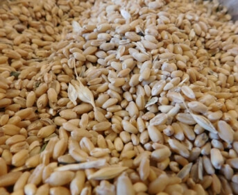 Grains de blé transférés dans la vanne bidirectionnelle Egretier